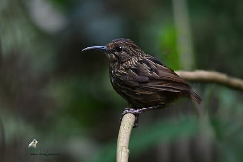 Long-billed Wren-Babbler