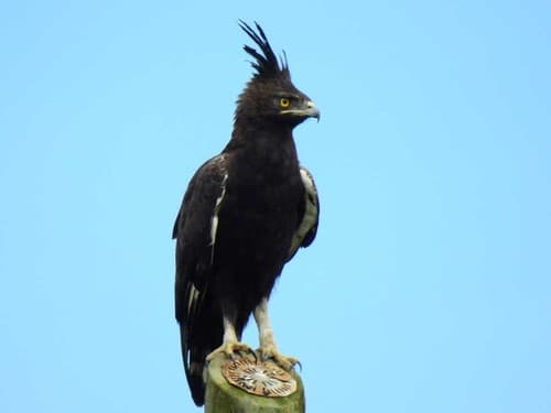 Long-crested Eagle