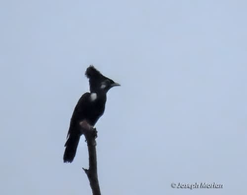 Long-crested Myna