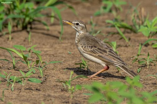 Long-legged Pipit