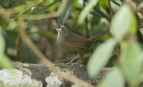 Long-tailed Bush Warbler