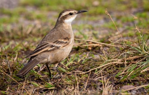 Long-tailed Cinclodes