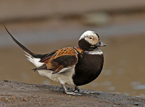 Long-tailed Duck