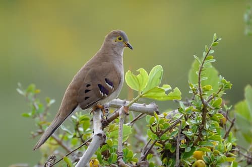 Long-tailed Ground-Dove
