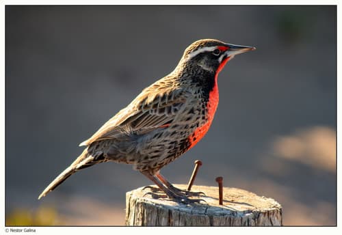 Long-tailed Meadowlark