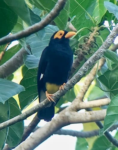 Long-tailed Myna
