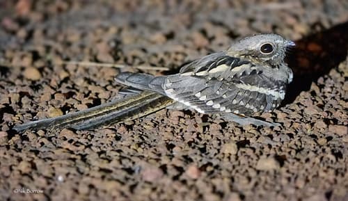 Long-tailed Nightjar