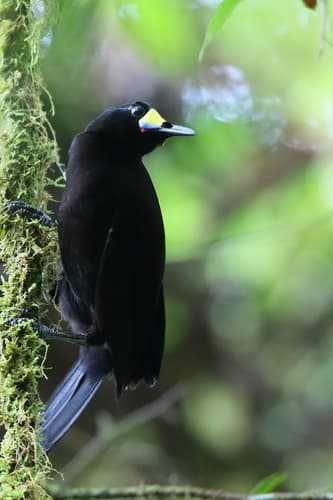 Long-tailed Paradigalla