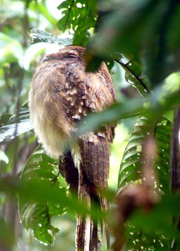 Long-tailed Potoo