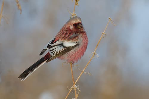 Long-tailed Rosefinch