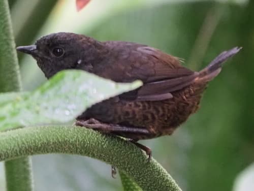 Long-tailed Tapaculo