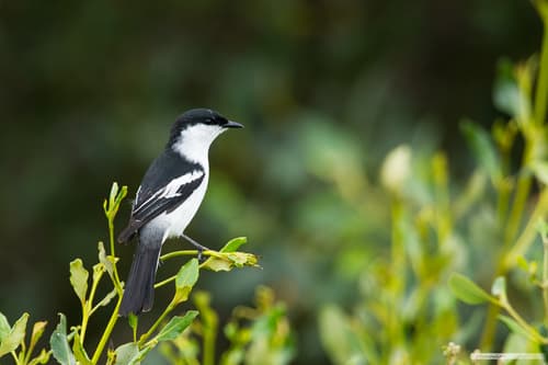Long-tailed Triller