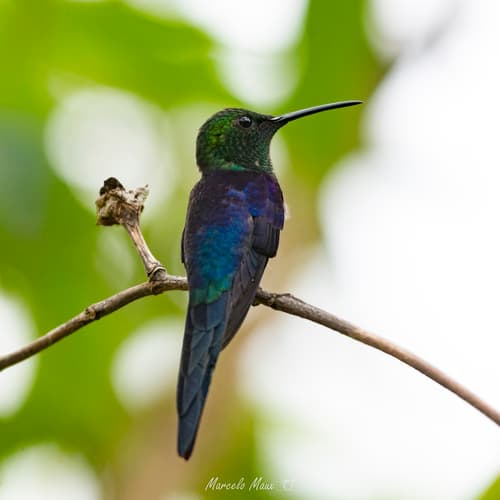 Long-tailed Woodnymph