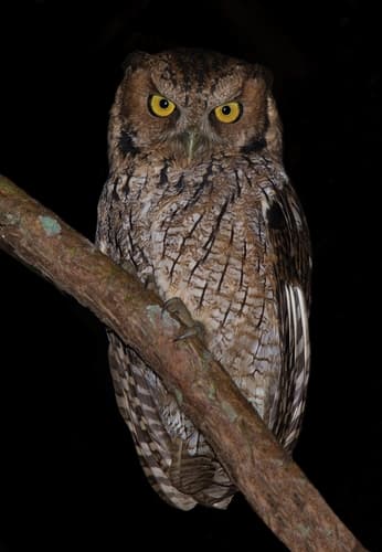 Long-tufted Screech-Owl