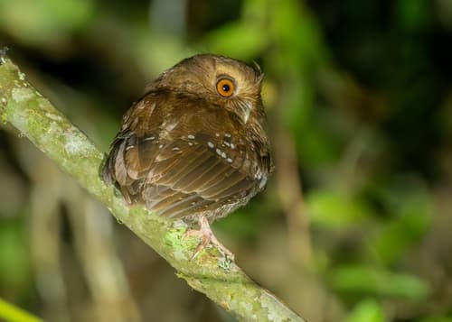 Long-whiskered Owlet