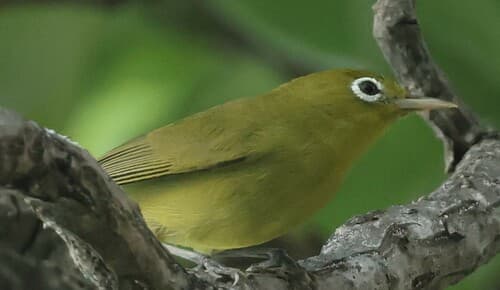 Louisiade White-eye