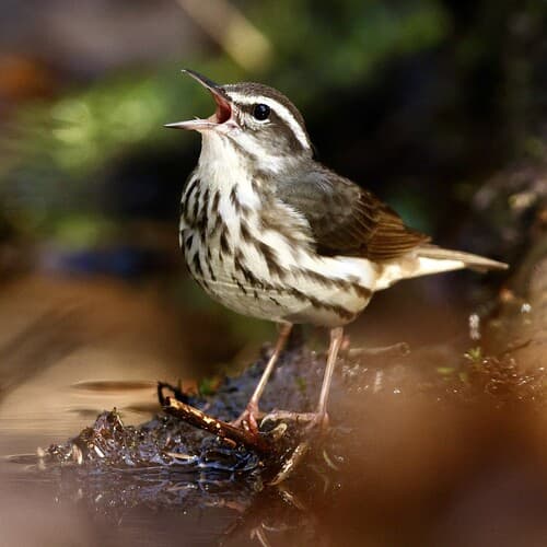 Louisiana Waterthrush