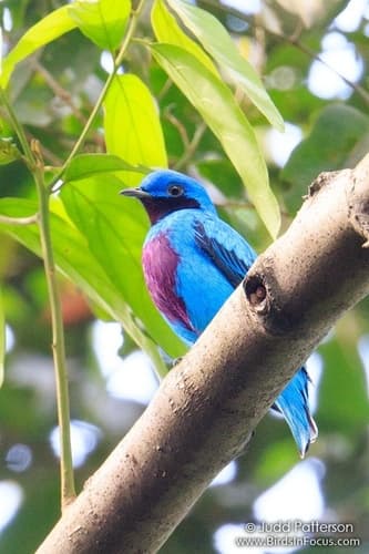 Lovely Cotinga