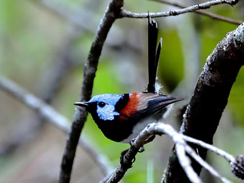 Lovely Fairywren