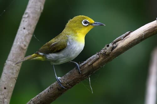 Lowland White-eye