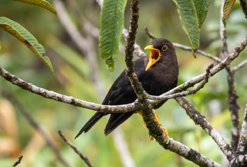 Luzon Island-Thrush