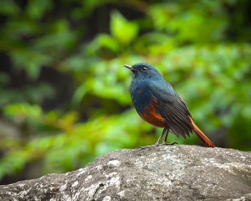 Luzon Water Redstart
