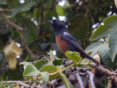 Mérida Flowerpiercer