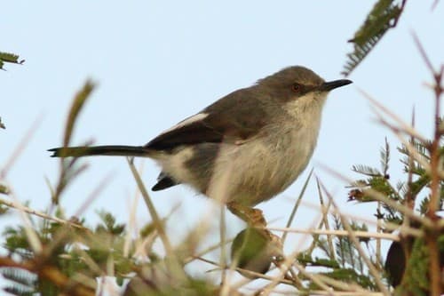 Maasai Apalis