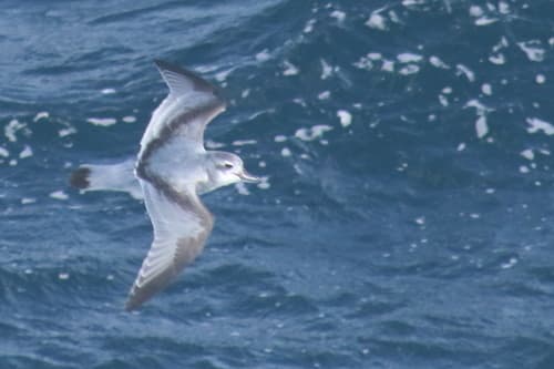 MacGillivray's Prion