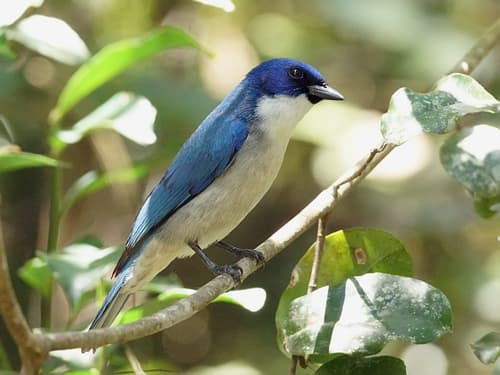 Madagascar Blue Vanga