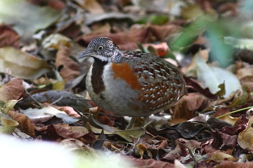 Madagascar Buttonquail