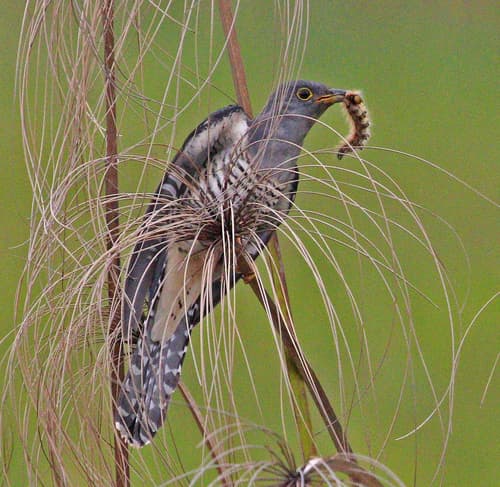 Madagascar Cuckoo