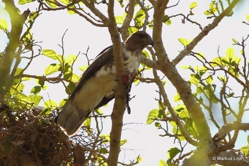 Madagascar Cuckoo-Hawk