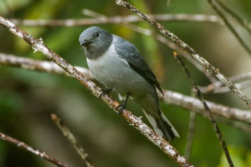Madagascar Cuckooshrike