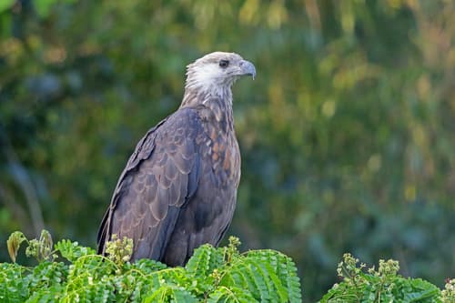 Madagascar Fish-Eagle