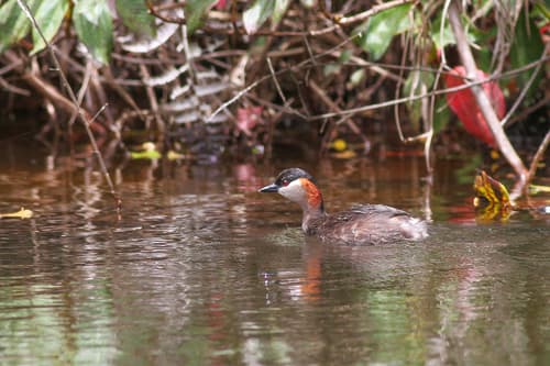 Madagascar Grebe
