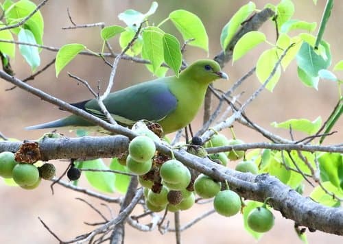 Madagascar Green-Pigeon