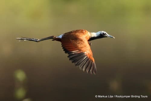Madagascar Jacana