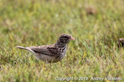 Madagascar Lark