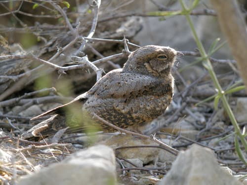 Madagascar Nightjar