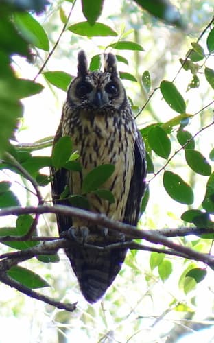 Madagascar Owl