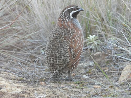 Madagascar Partridge