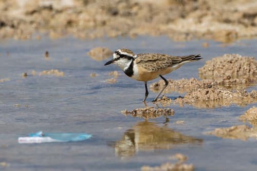 Madagascar Plover