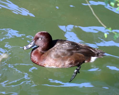 Madagascar Pochard
