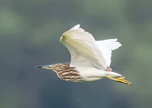 Madagascar Pond-Heron