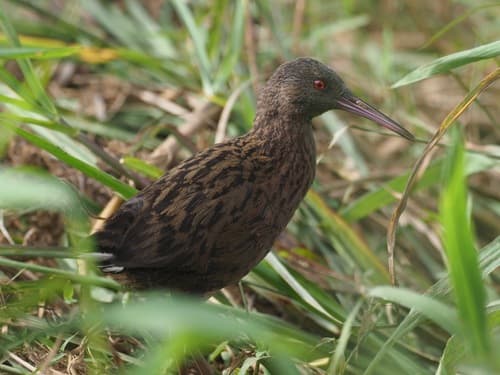 Madagascar Rail