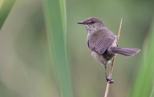 Madagascar Swamp Warbler
