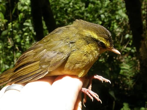 Madagascar Yellowbrow