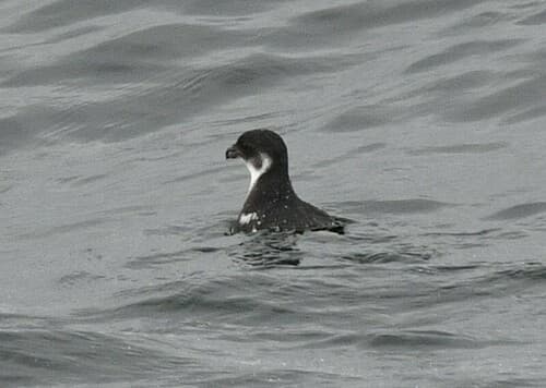 Magellanic Diving Petrel