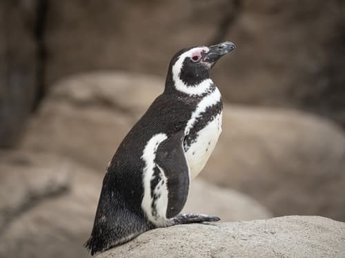 Magellanic Penguin